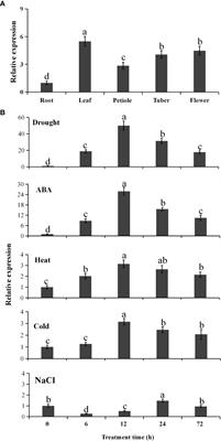 A novel Pinellia ternata catalase gene PtCAT2 regulates drought tolerance in Arabidopsis by modulating ROS balance